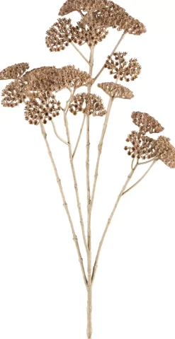 Achillea 1224801-69