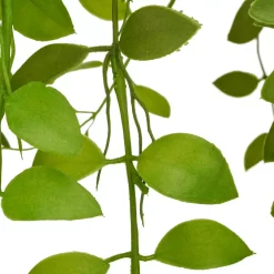 Aeschynanthushängezweig