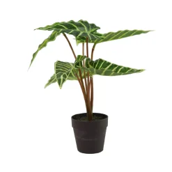 Alocasia Liane Alocasia