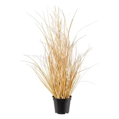 Carex mit Gras im Topf