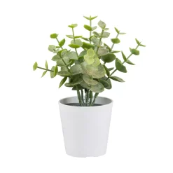 Eucalyptus im weißen Kunststofftopf