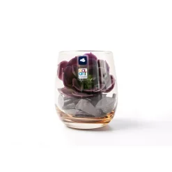 GK/Dekoset 10 marr. Sukkulente MODO