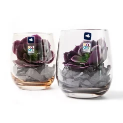 GK/Dekoset 10 marr. Sukkulente MODO