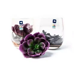 GK/Dekoset 10 marr. Sukkulente MODO