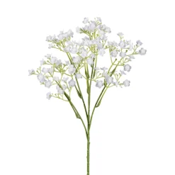 Gypsozweig (Schleierkraut)