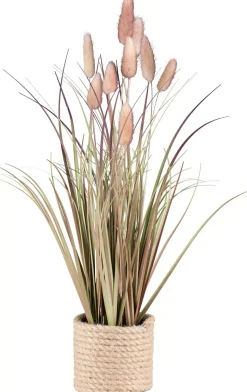 Lagurusgras 3024608-14