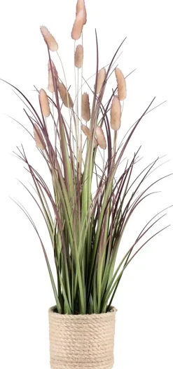 Lagurusgras 3024609-14