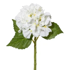 Minihortensie Minihortensie