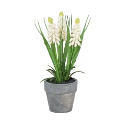 Muscari im grauen Topf