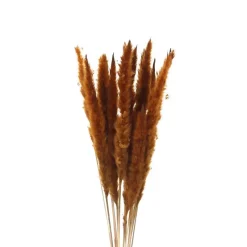 Pampasgras Pampasgras