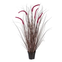 Pennisetum rubrum im Topf