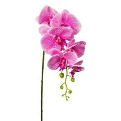 Phalenopsis Phalenopsis