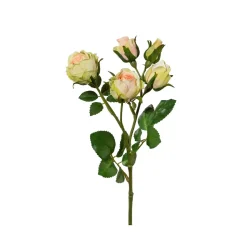 Polyantarose Polyantarose